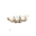 Shell Ornament Creme Taupe