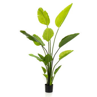 Strelitzia kunstplant 150H - Pot en Vaas
