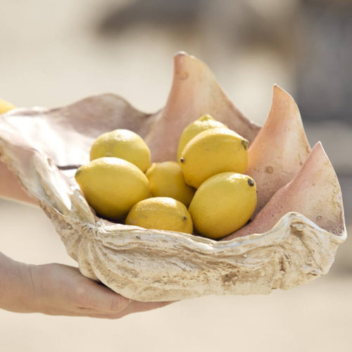 Shell Ornament Taupe Koraal